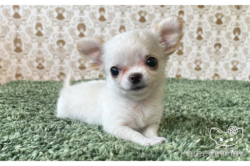 成約済の愛知県のチワワ(ロングコート)-170466の2枚目